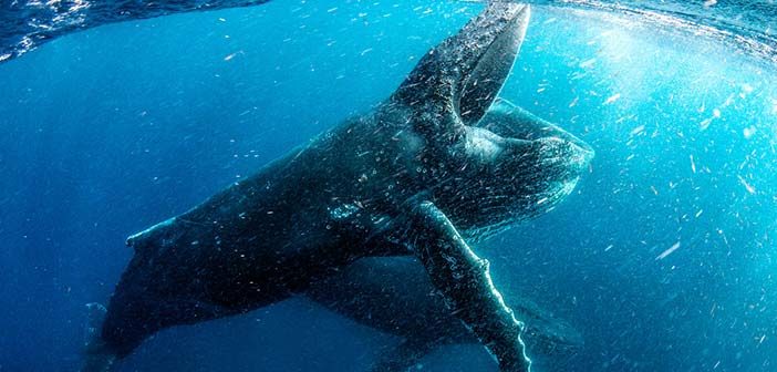 Trailer Απο Το "Our Planet" Του Netflix