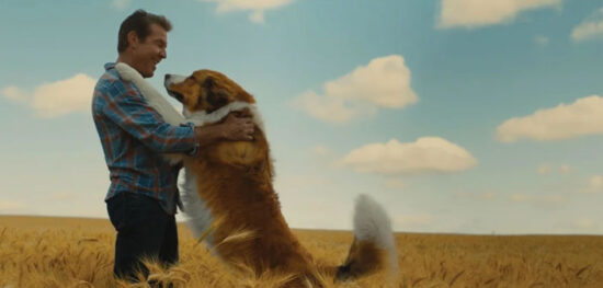 “A Dog’s Journey” "A Dog's Journey"